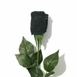 HANKY PANKY Signature Lace Low Rise Thong Rose Black 7 HANKY PANKY Signature Lace Low Rise Thong Rose Black -HANKY PANKY Shop Hanky Panky Signature Lace Low Rise Thong Rose Black BLACK View 3