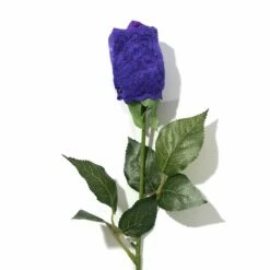 HANKY PANKY Signature Lace Low Rise Thong Rose Electric Purple -HANKY PANKY Shop Hanky Panky Signature Lace Low Rise Thong Rose Electric Purple ELECTRIC PURPLE View 3